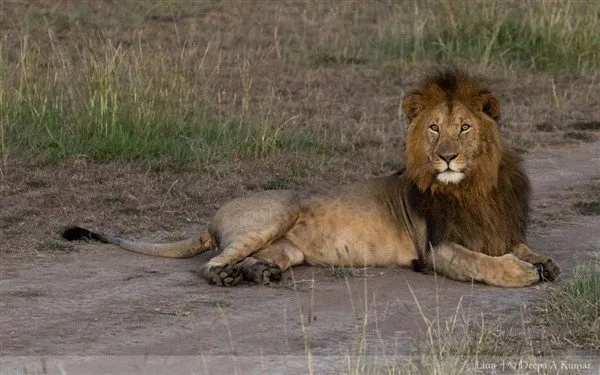 Lions at Maasai Mara. Photographer Deepa A Kumar Lion at Maasai Mara. Photographer Deepa A Kumar
