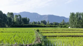 Field of rice with mountain in the background