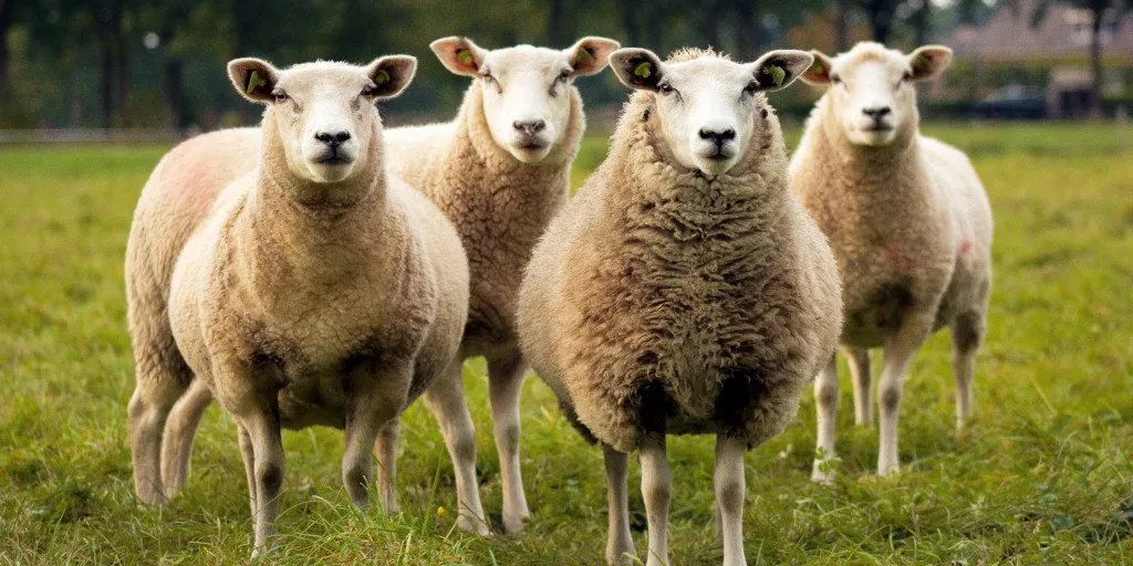 DACI Framework: Groupthink DACI Framework: Groupthink