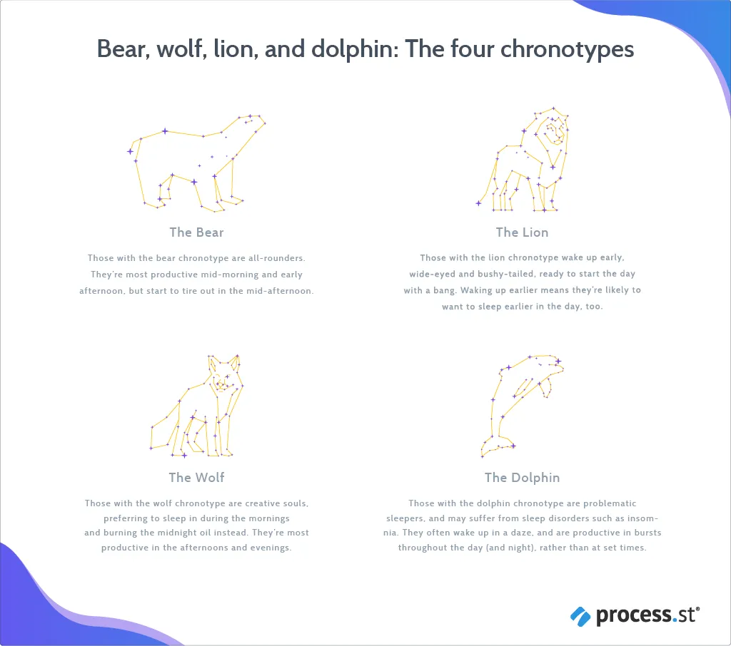 the four chronotypes