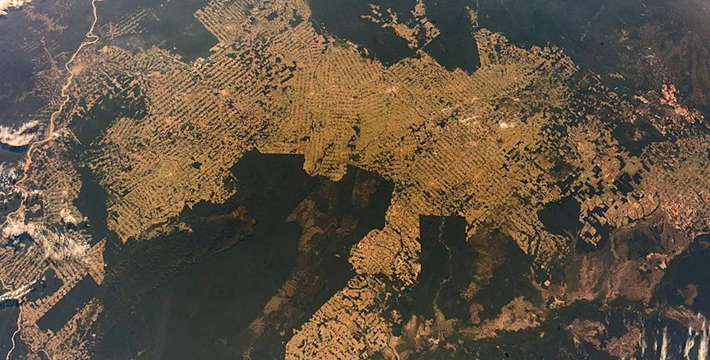 Amazon rainforest - Sustainable cities