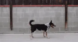 dog doing backflips