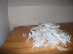 pile of feathers