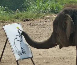 elephant